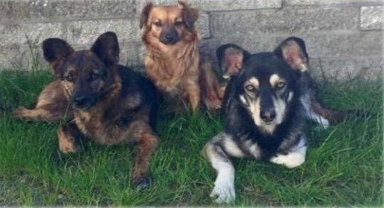 Hunde